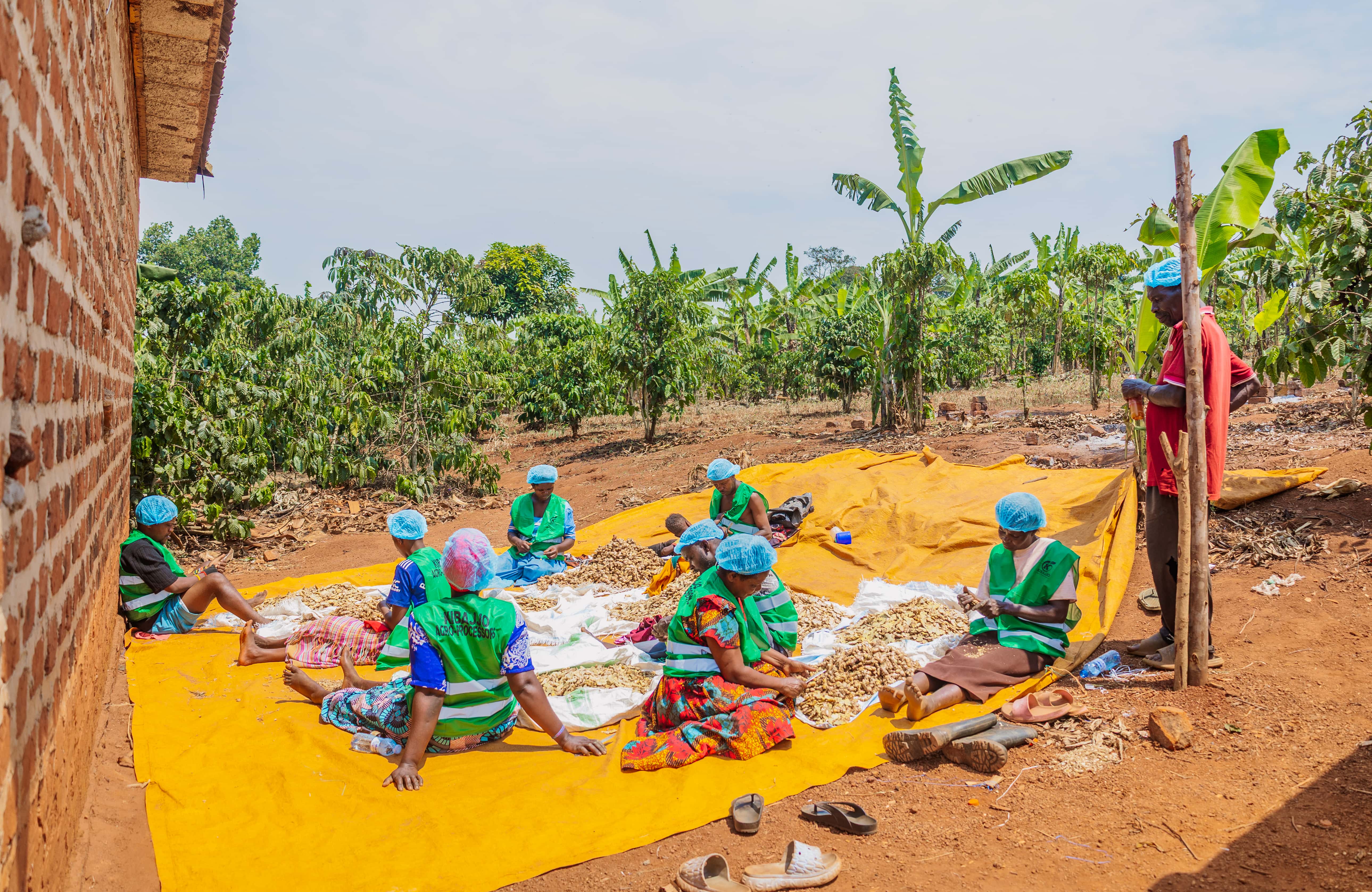 Kibajjo farmers at work - Butambala